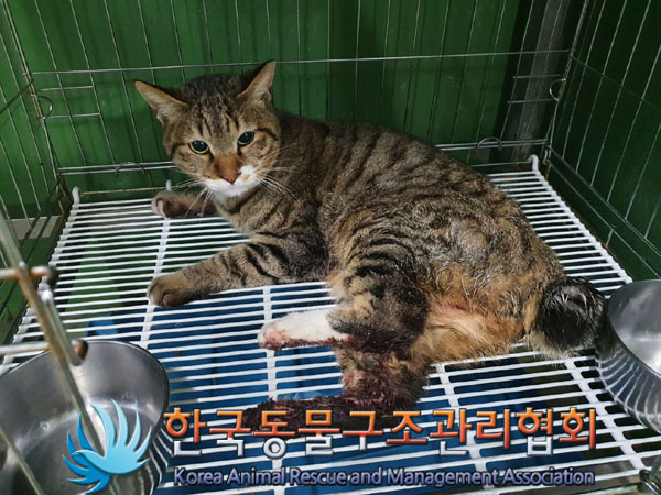 종료(입양) 한국 …